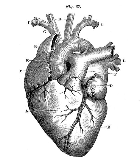 the heart