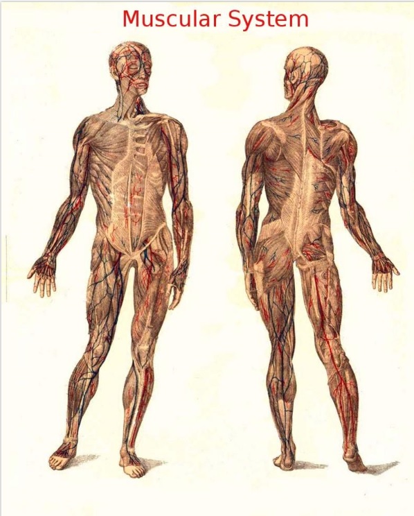 muscular system