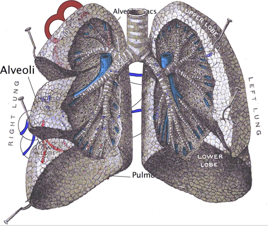 respiratory system