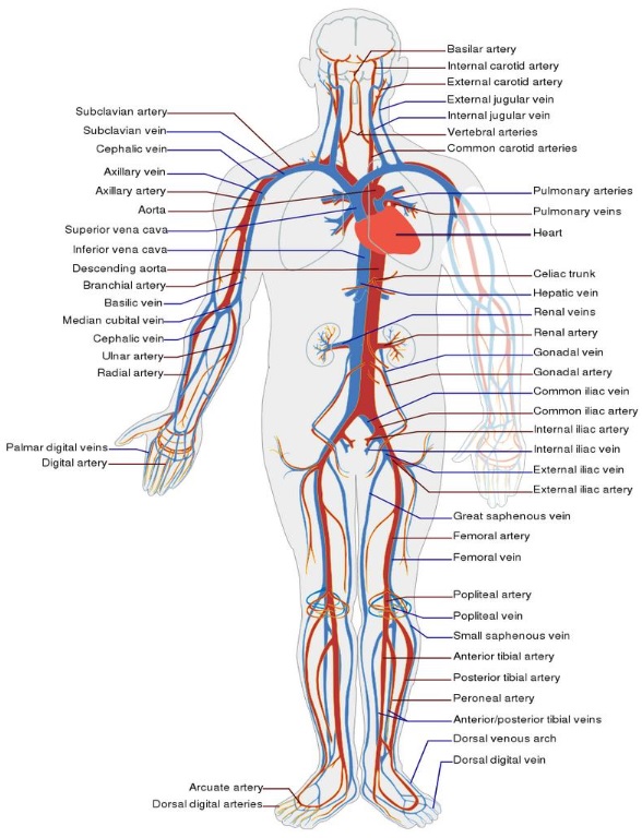 Science - circulatory system