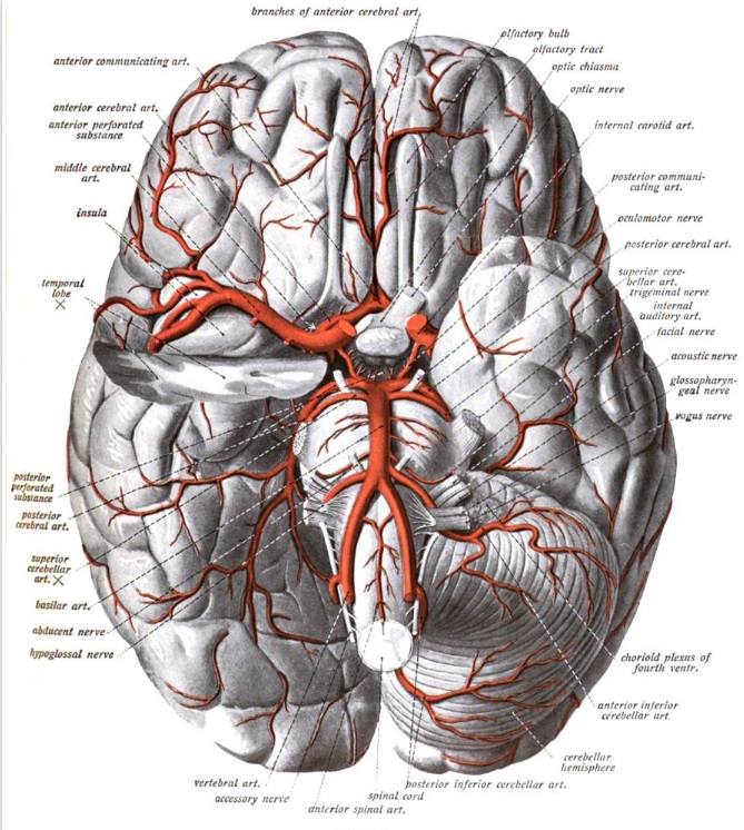 Anatomy - the brain