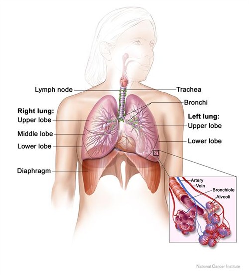 the lungs and other organs