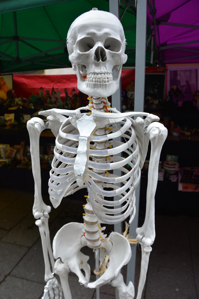 the human skeleton